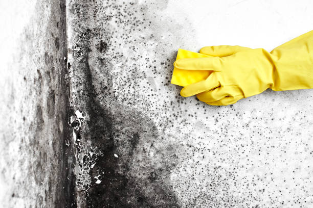 Best Commercial Mold Removal  in Turley, OK