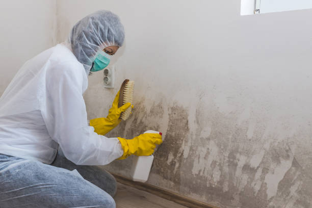 Best Mold Remediation Experts  in Turley, OK