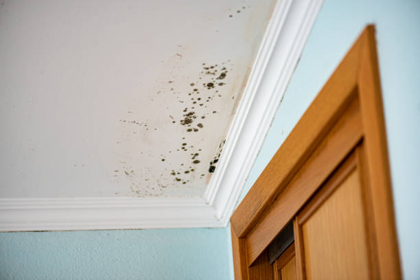 Best Mold Testing  in Turley, OK