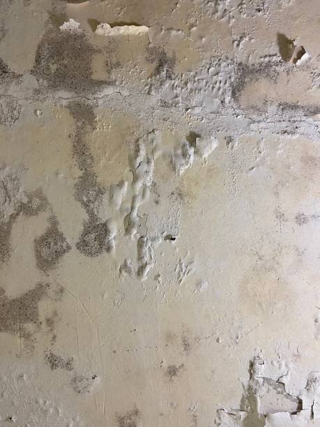 Best Best Mold Removal Companies  in Turley, OK